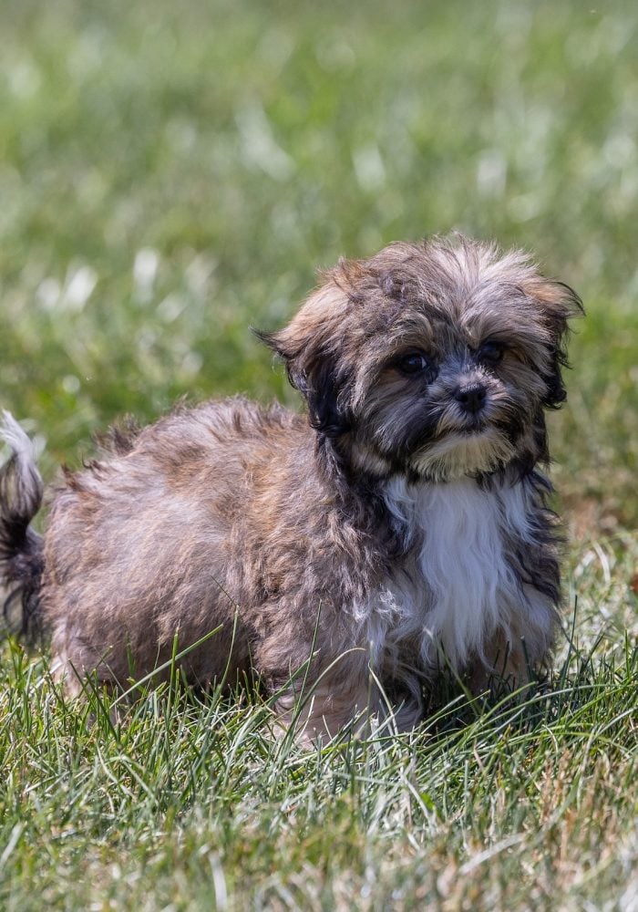 bichon shih tzu mix puppies for sale