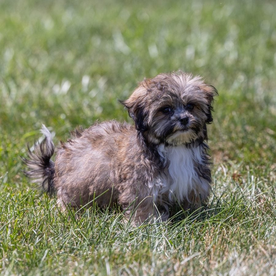 bichon shih tzu mix puppies for sale