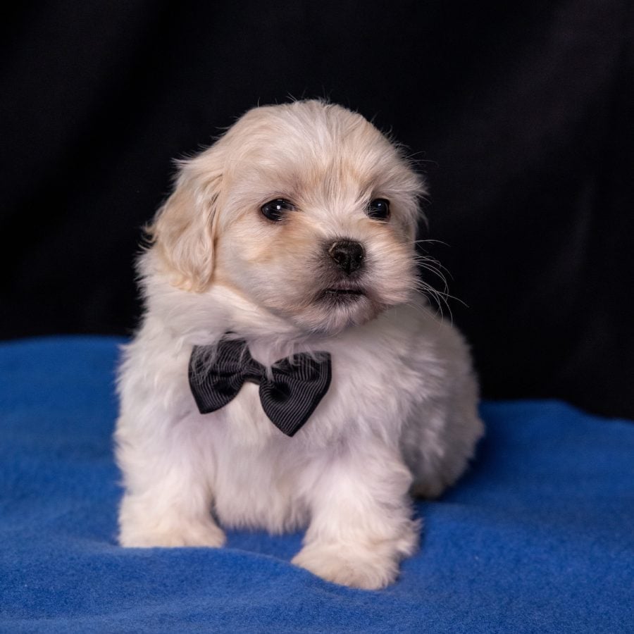 bichon shih tzu mix puppy