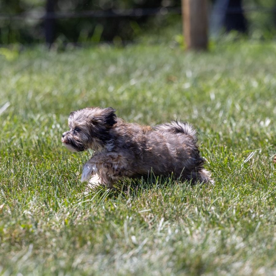 bichon shih tzu mix puppy
