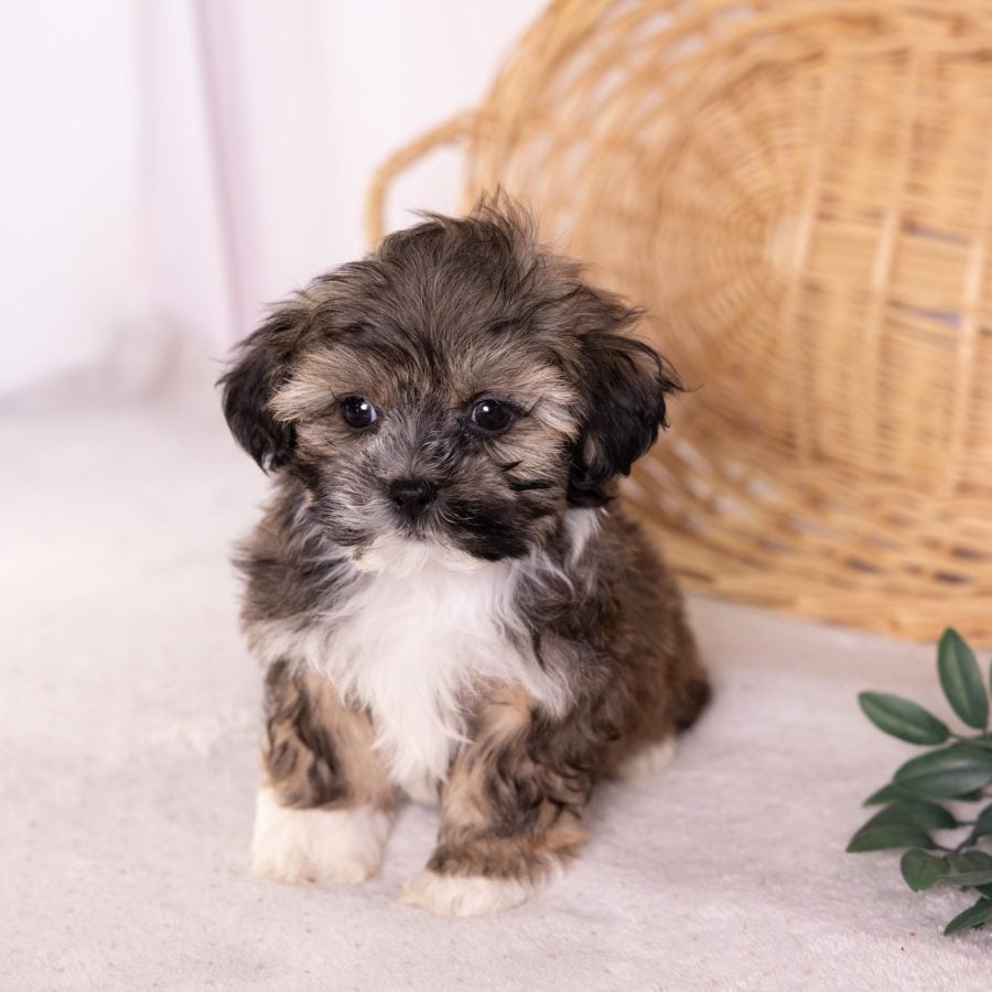 bichon shih tzu mix puppy for sale
