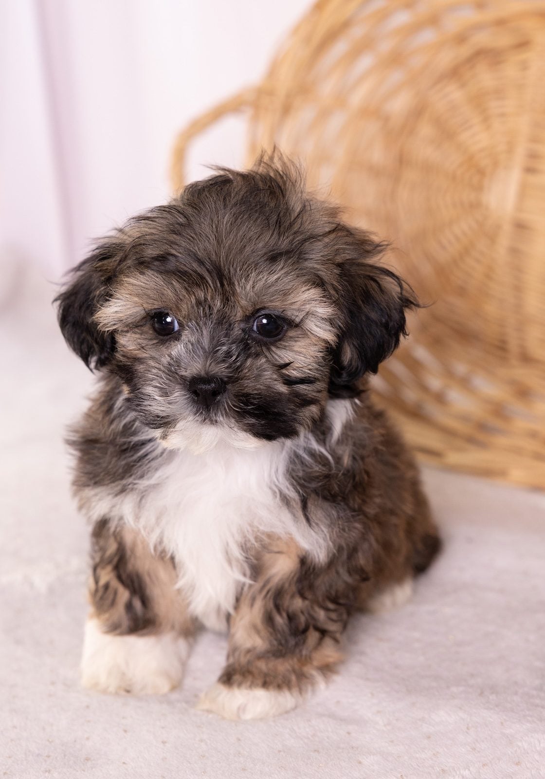 bichon shih tzu mix puppy for sale