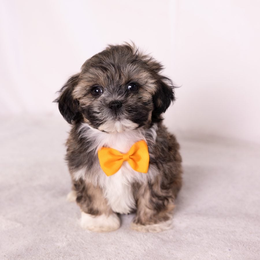 bichon shih tzu mix puppy