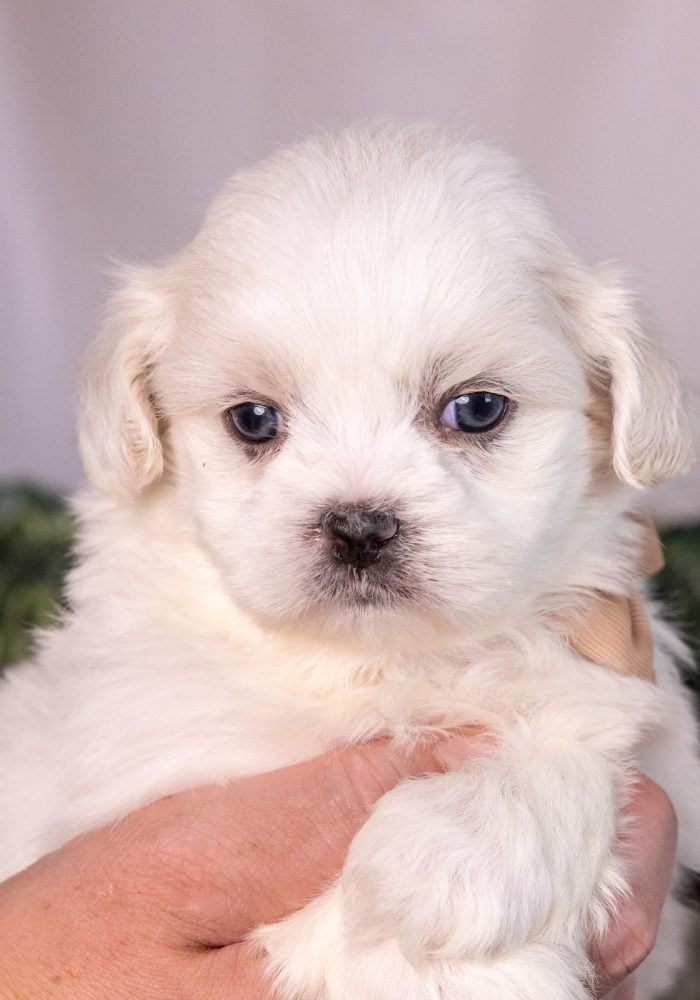 bichon shih tzu mix