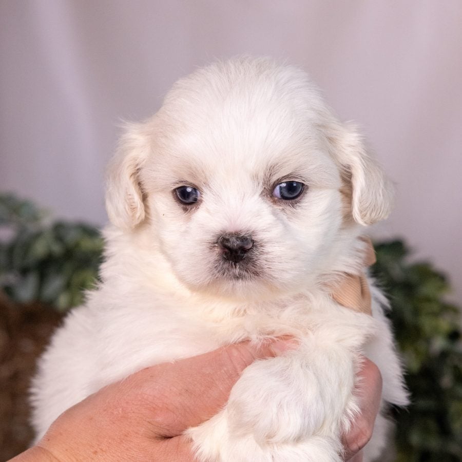 bichon shih tzu mix