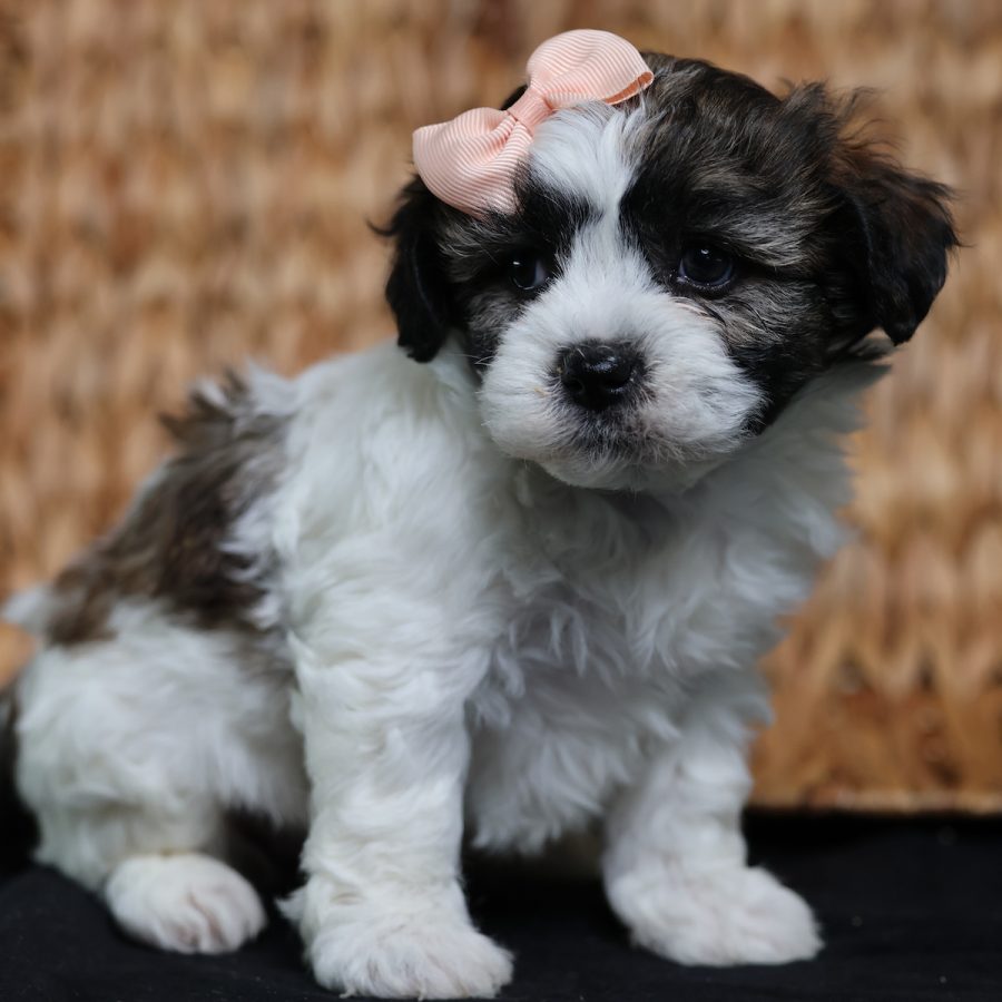 bichon shih tzu mix teddy bear