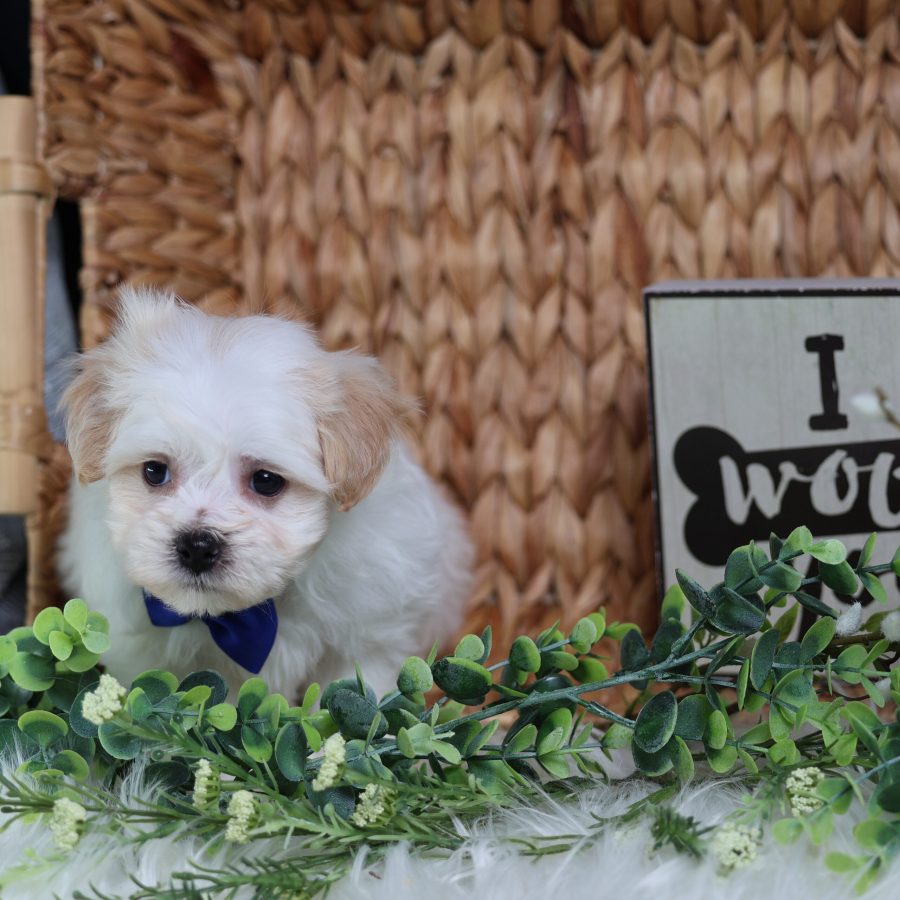 bichon shih tzu mix teddy bear