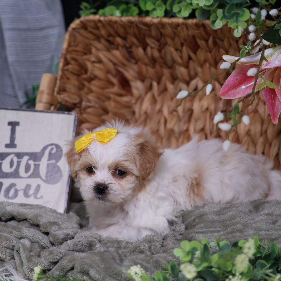 bichon shih tzu mix teddy bear