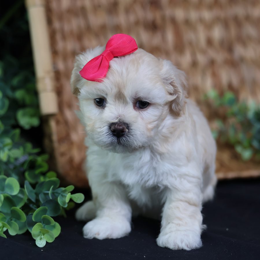 bichon shih tzu mix teddy bear