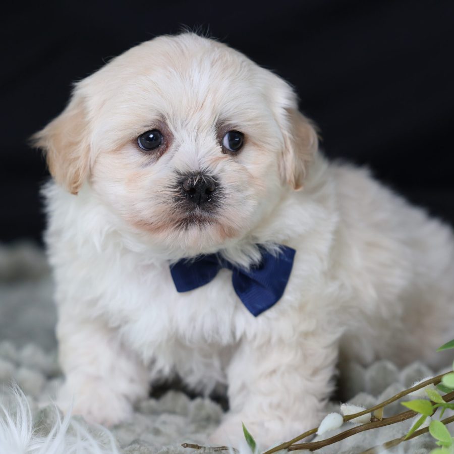 bichon shih tzu mix teddy bear