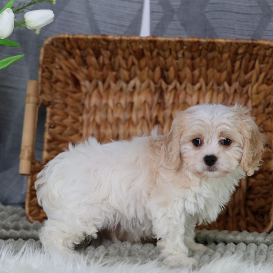 bichon shih tzu mix teddy bear