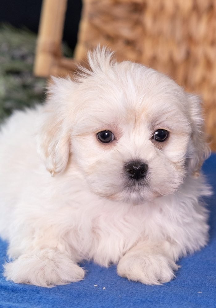 bichon shih tzu mix_