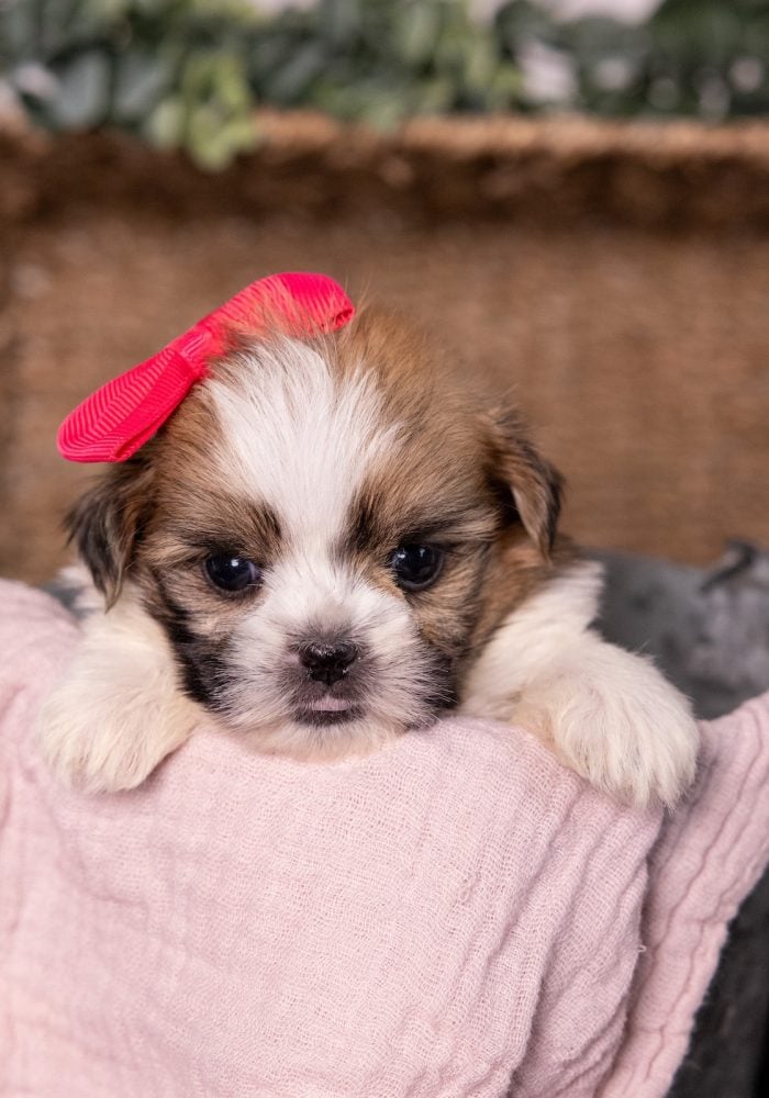 bichon shih tzu puppies