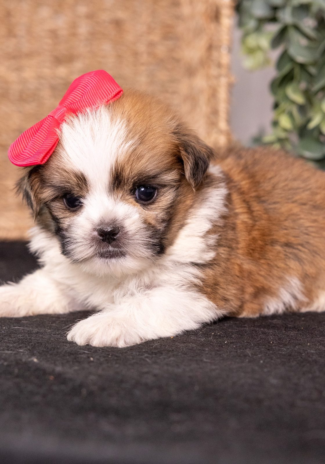bichon shih tzu puppies for sale