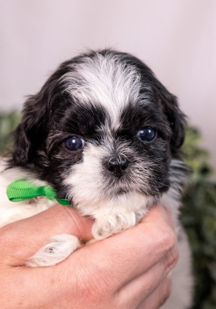 bichon shih tzu puppies