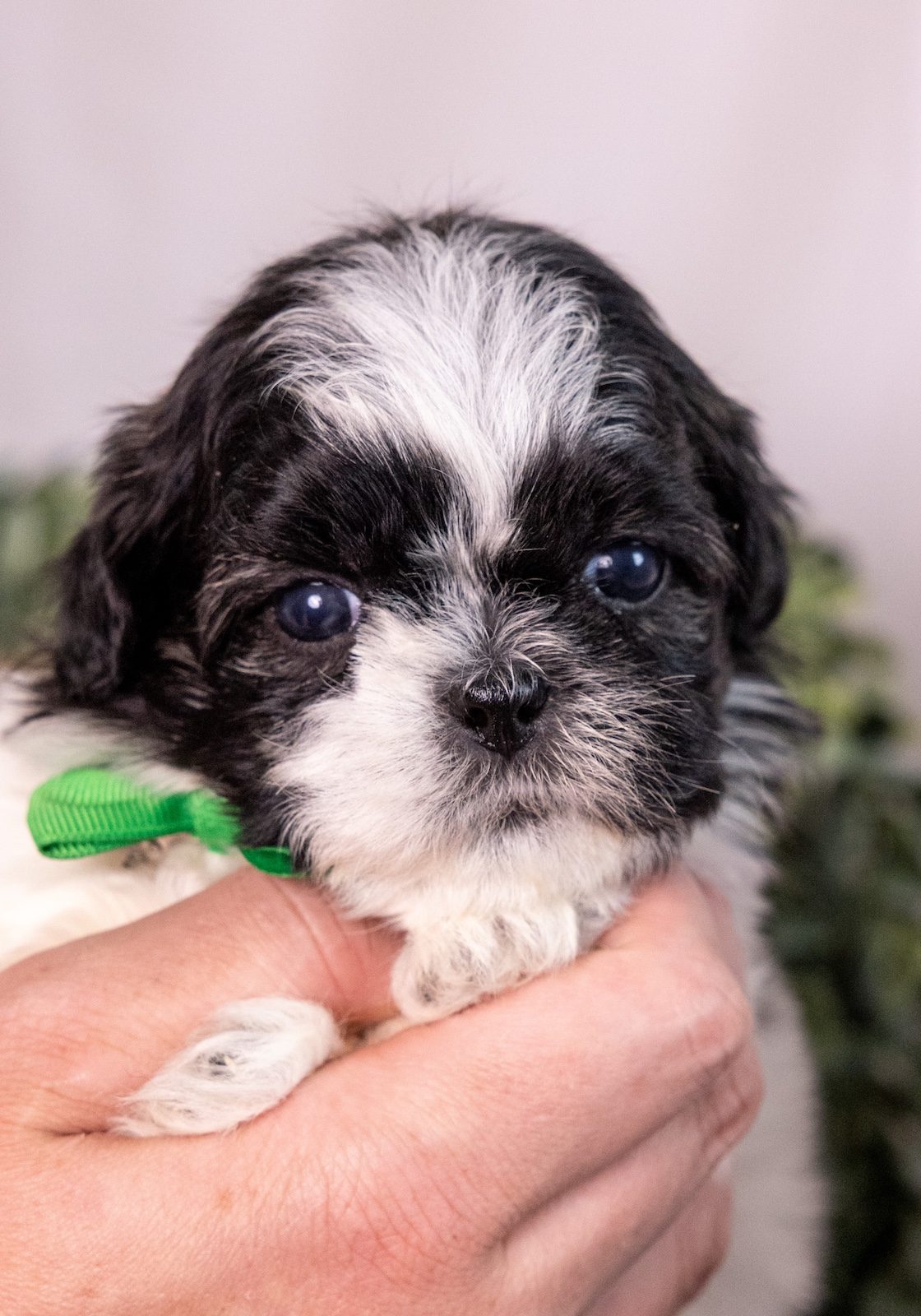 bichon shih tzu puppies