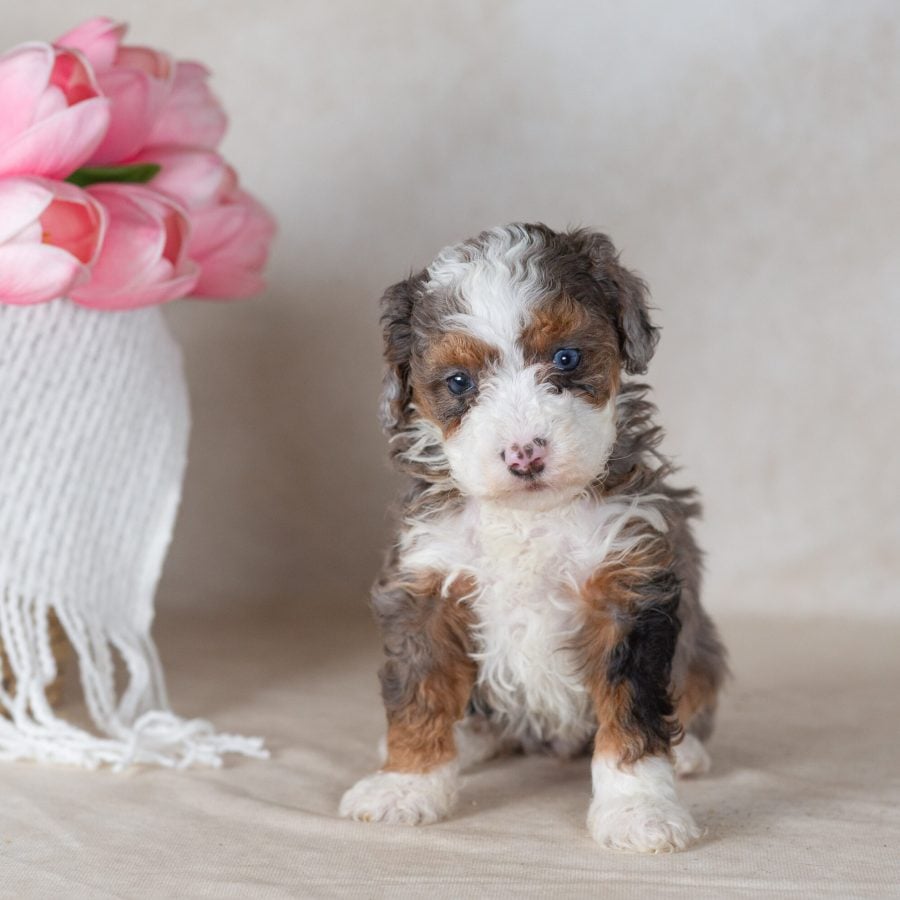 blue merle mini bernedoodle