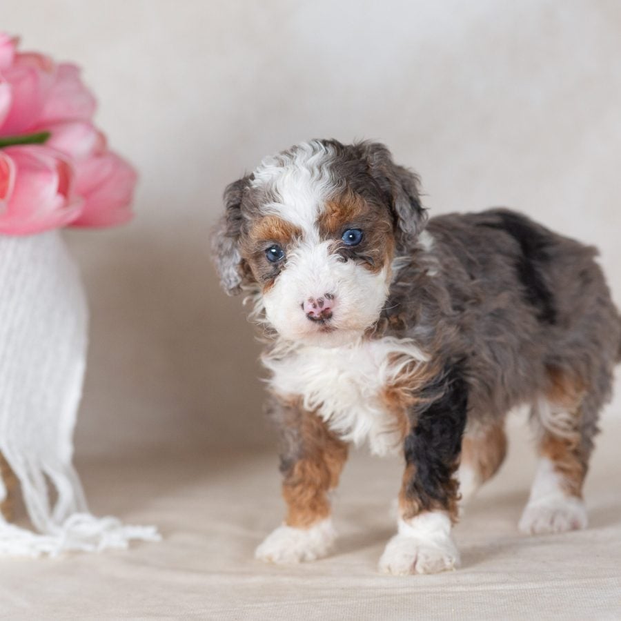 blue merle mini bernedoodle breeder