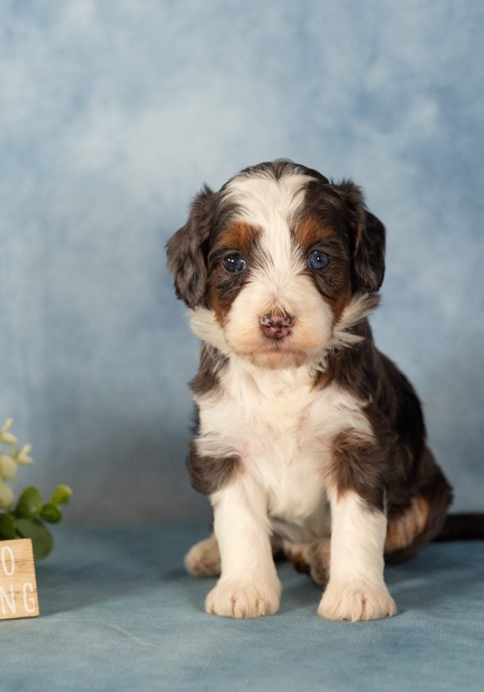 blue merle mini bernedoodle breeder