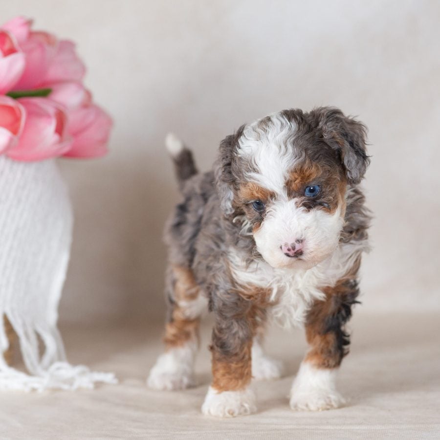 blue merle mini bernedoodle puppies for sale