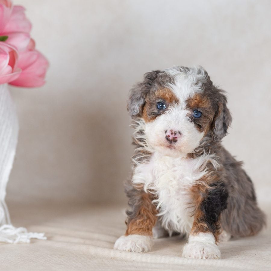 blue merle mini bernedoodle puppies