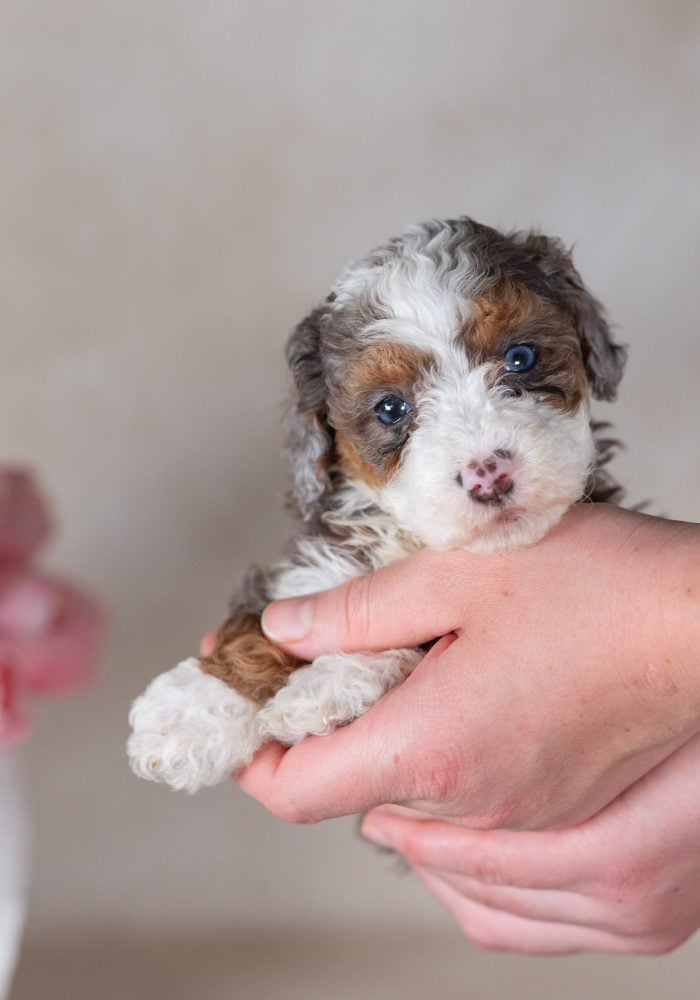 blue merle mini bernedoodle puppy for sale