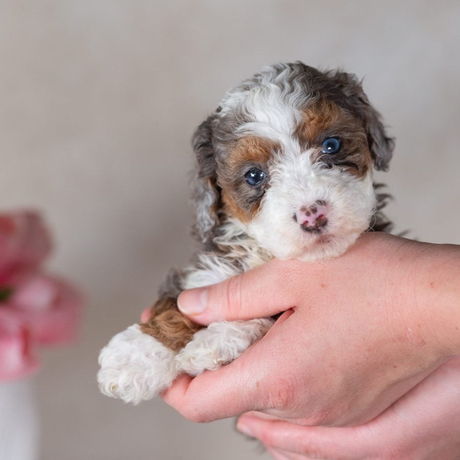 blue merle mini bernedoodle puppy for sale