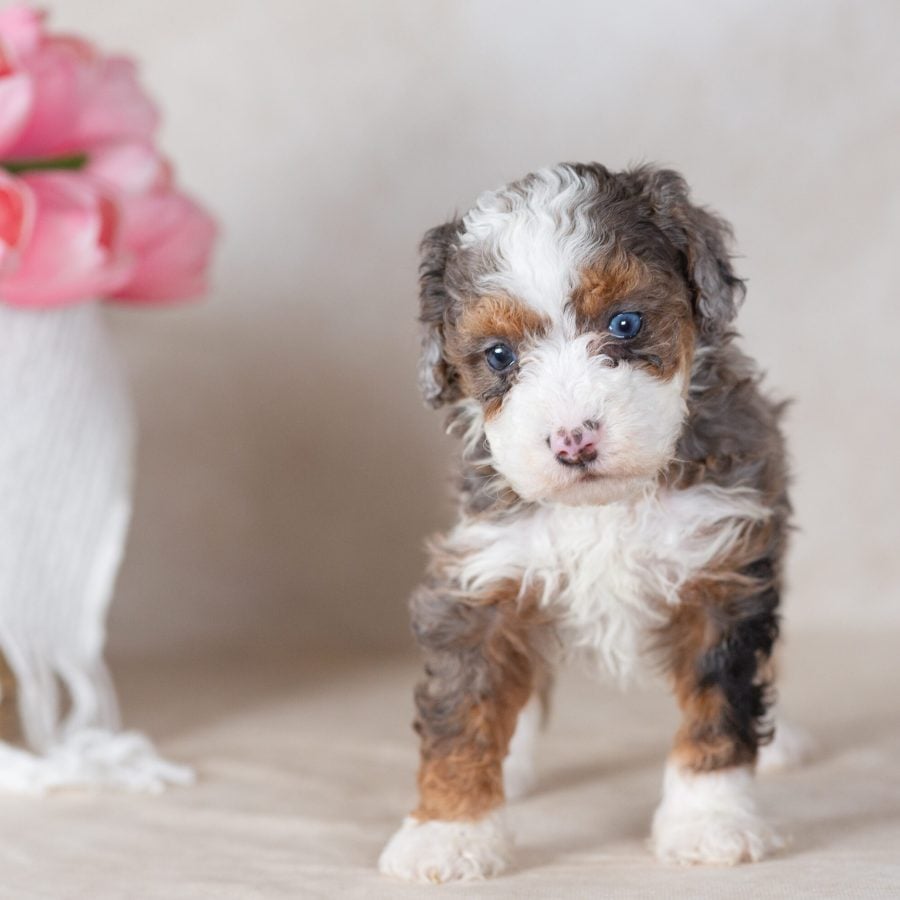 blue merle mini bernedoodle puppy