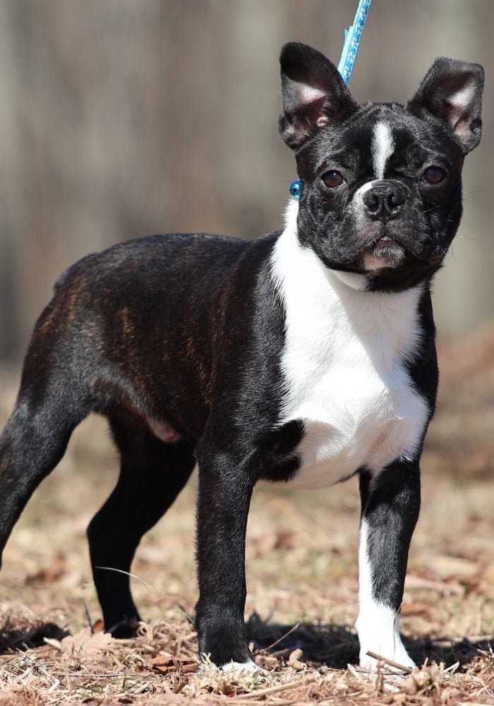 boston terrier breeders pennsylvania