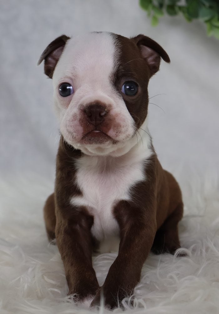 boston terrier puppies