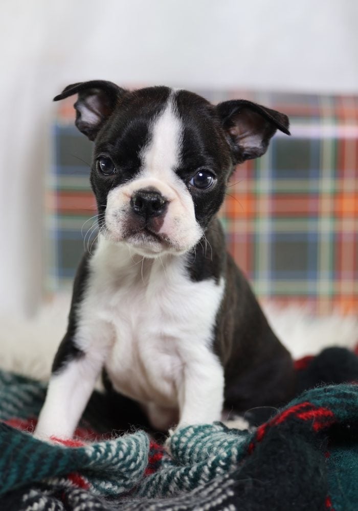 boston terrier puppies