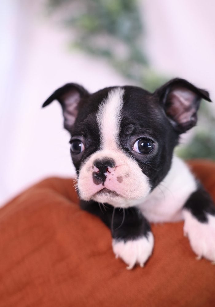 boston terrier puppies breeder