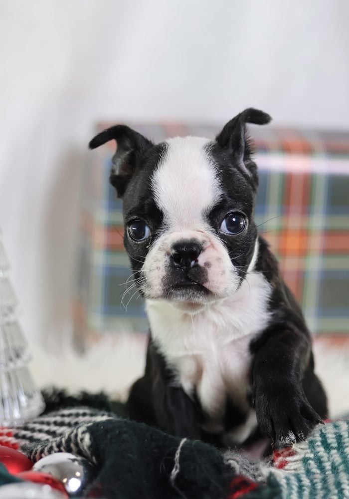 boston terrier puppies for adoption