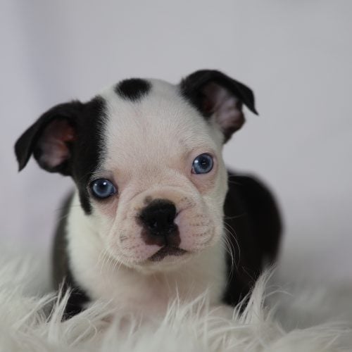 boston terrier puppies for sale