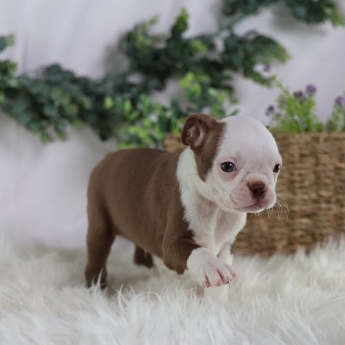 boston terrier puppies for sale near me
