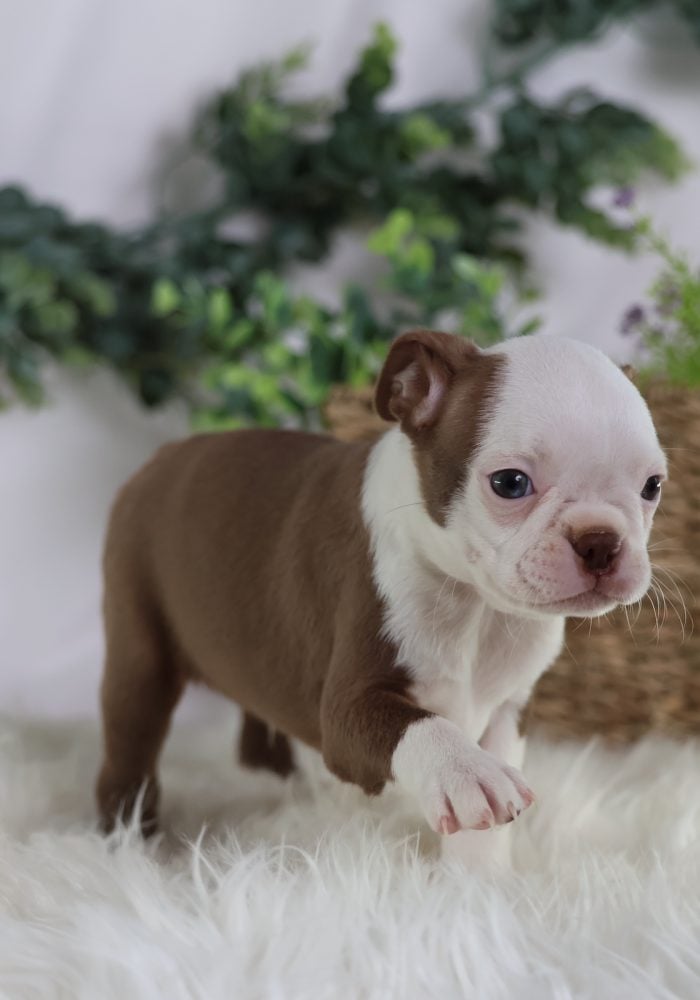 boston terrier puppies for sale near me