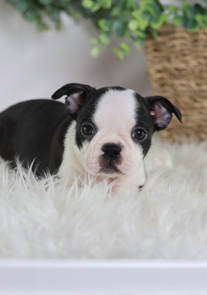 boston terrier puppies near me