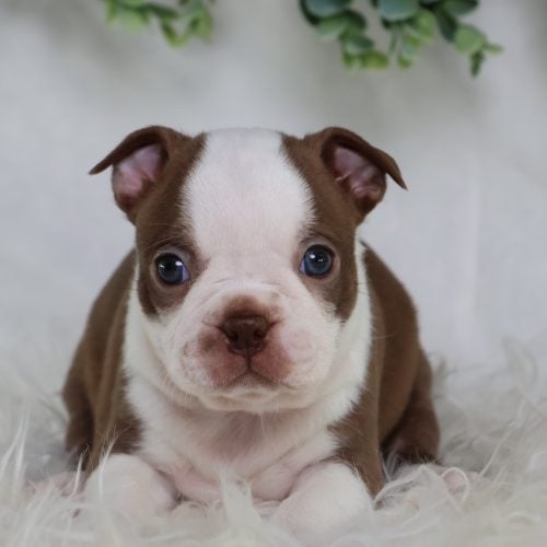 boston terrier puppies near me for sale