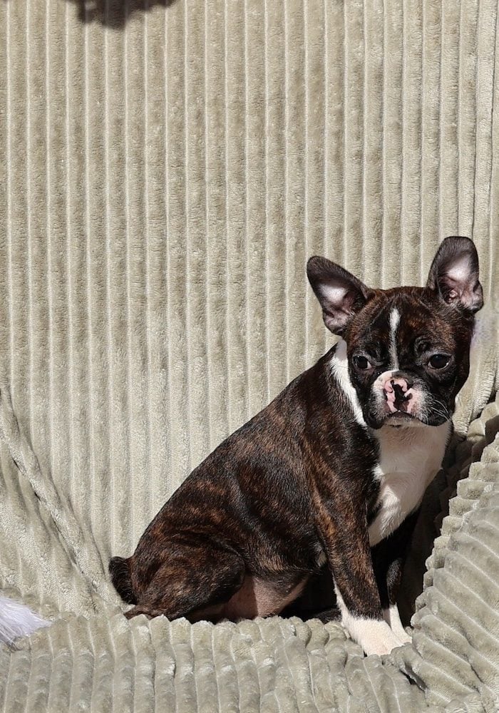 boston terrier puppies pa