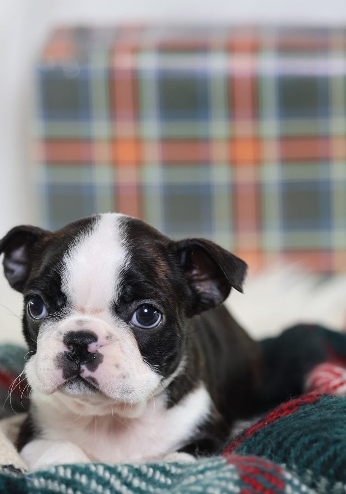 boston terrier puppy