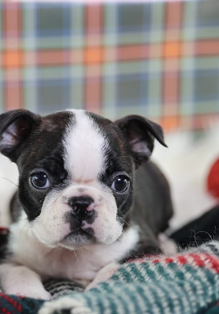 boston terrier puppy breeders