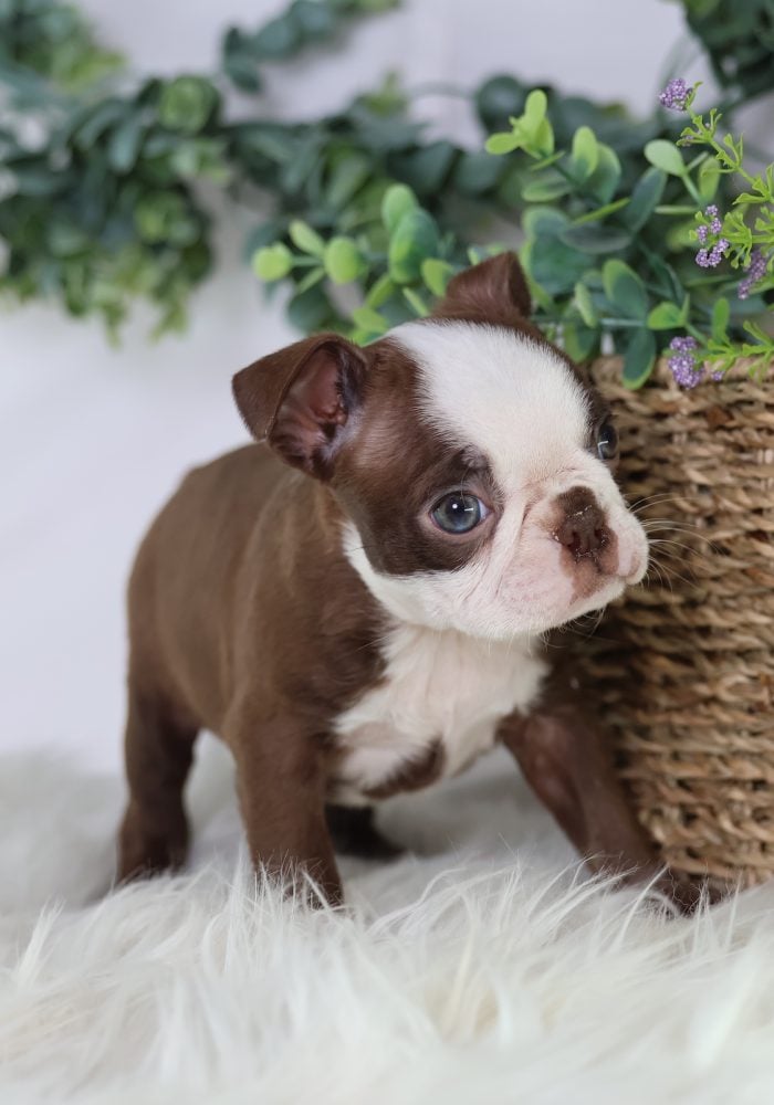 boston terrier puppy for sale
