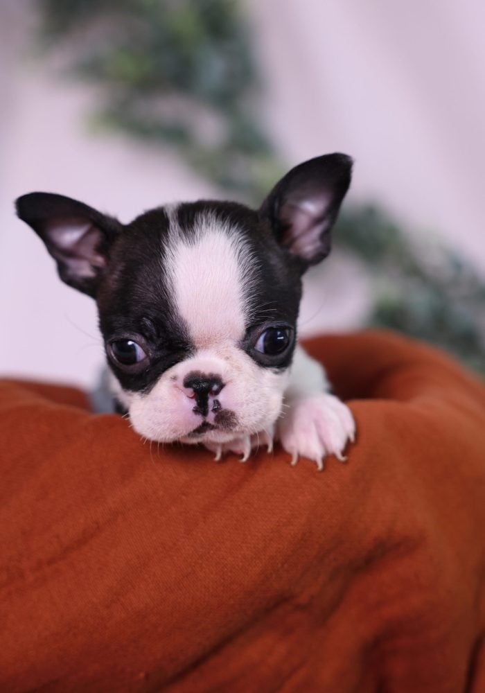 boston terrier puppy for sale pa