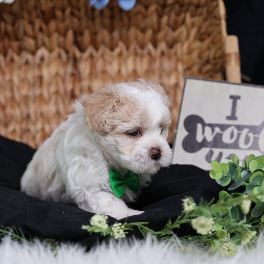 breeder near me