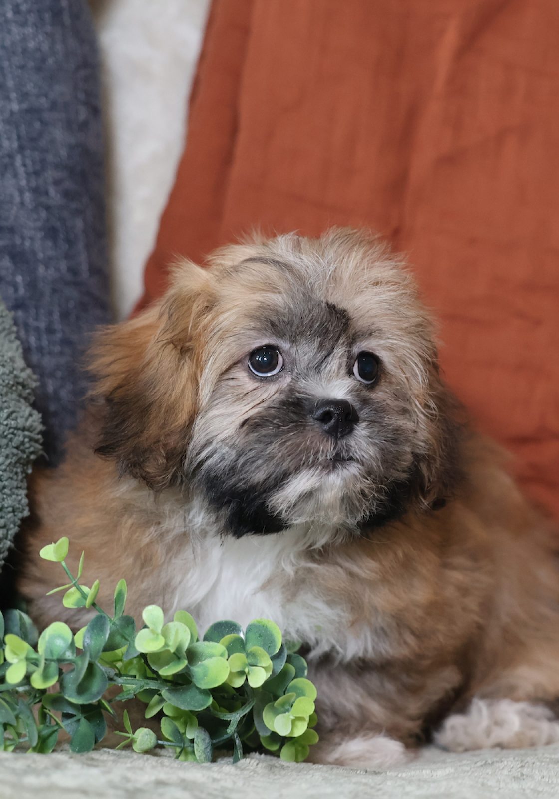 breeders for teddy bear puppies
