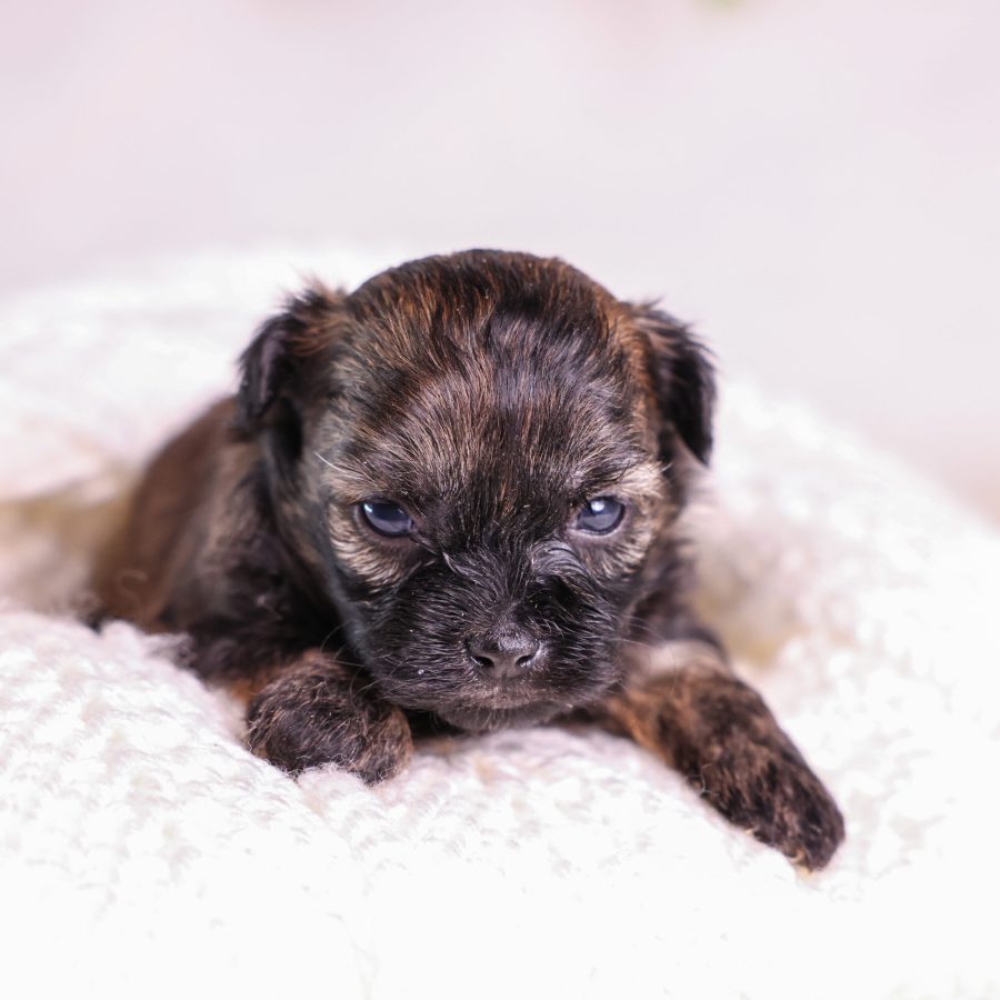brown and tan Shichon puppy for sale