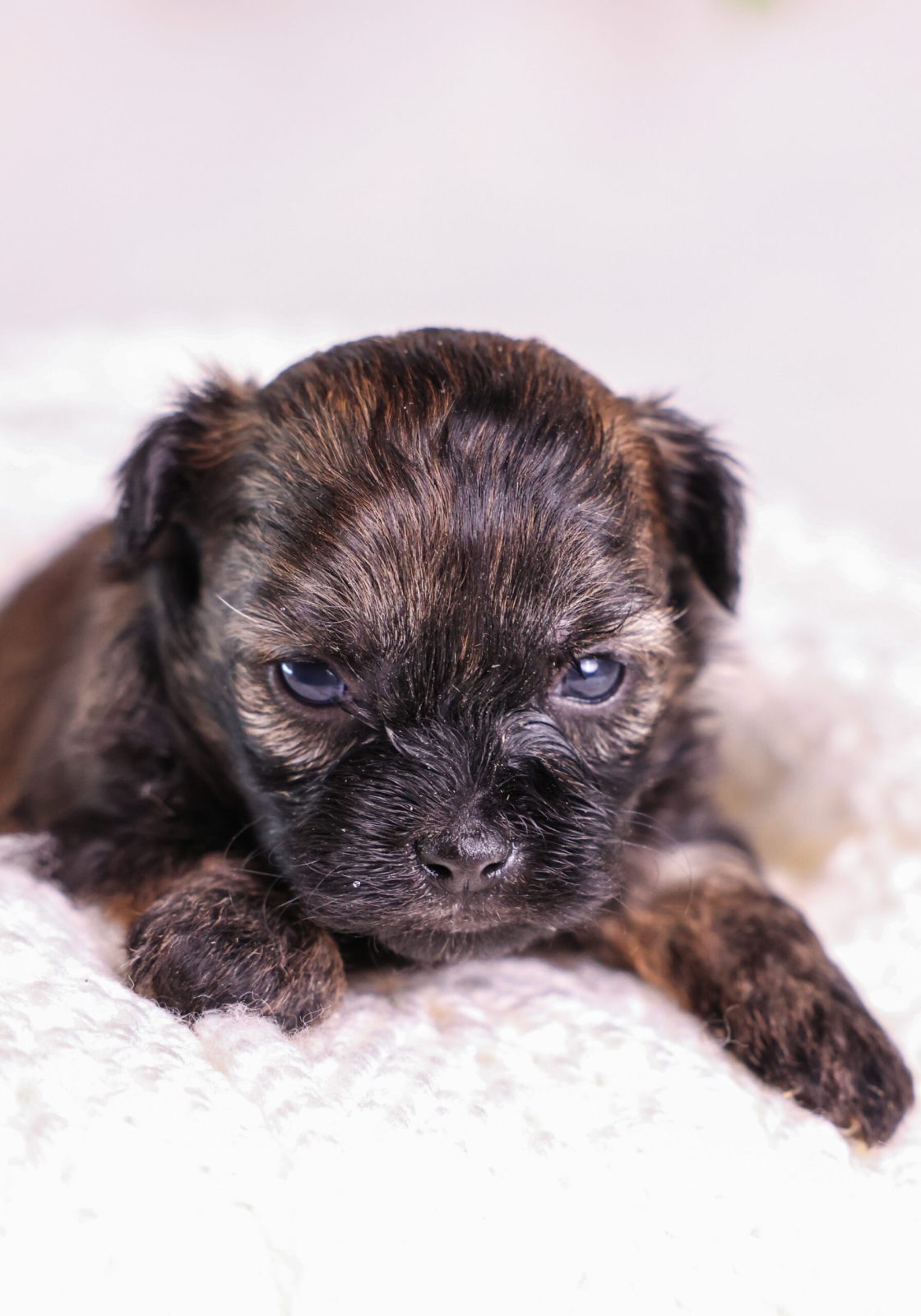 brown and tan Shichon puppy for sale