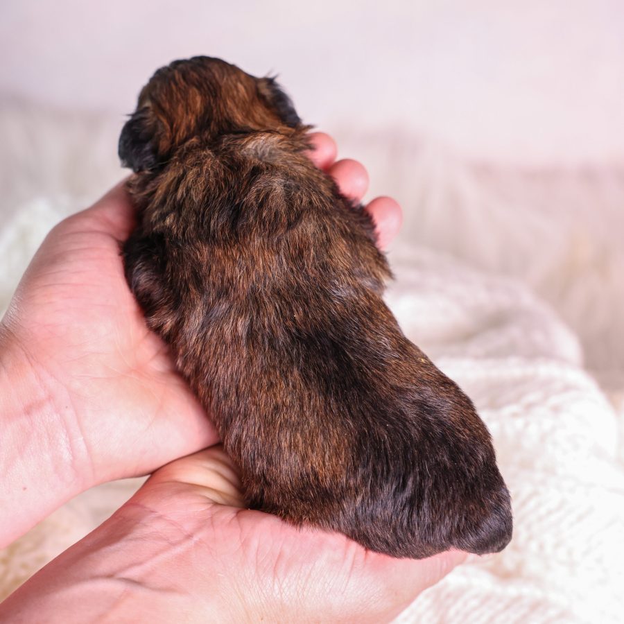 brown and tan Shichon puppy pa