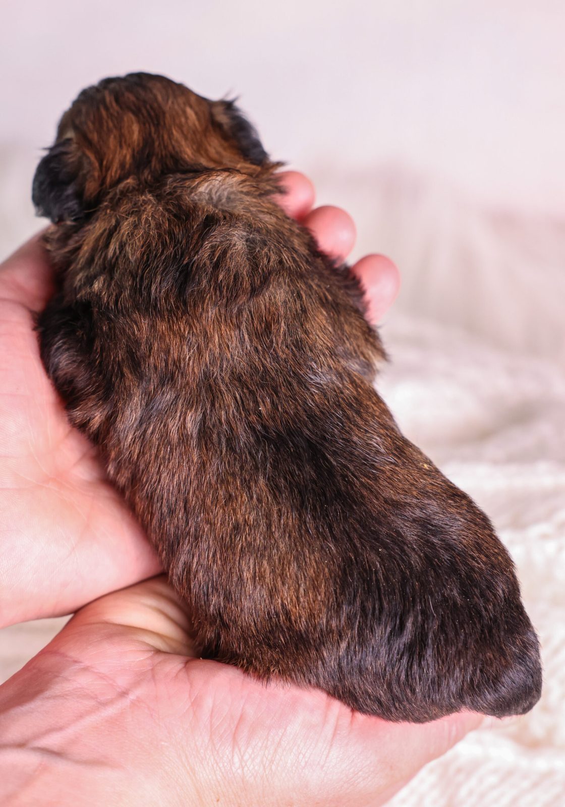 brown and tan Shichon puppy pa