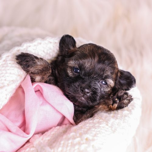 brown and tan Shichon puppy